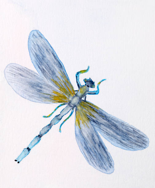 Painted blue dragonfly