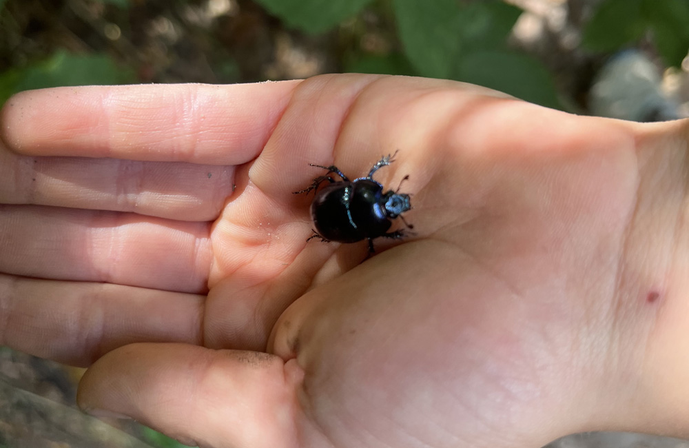 Regeln im Wald