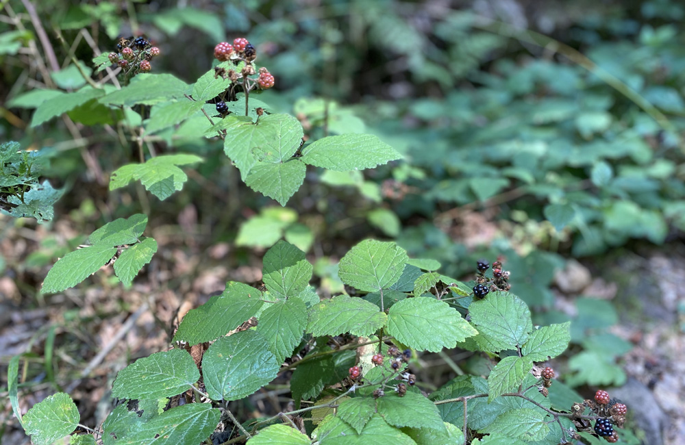 Regeln im Wald