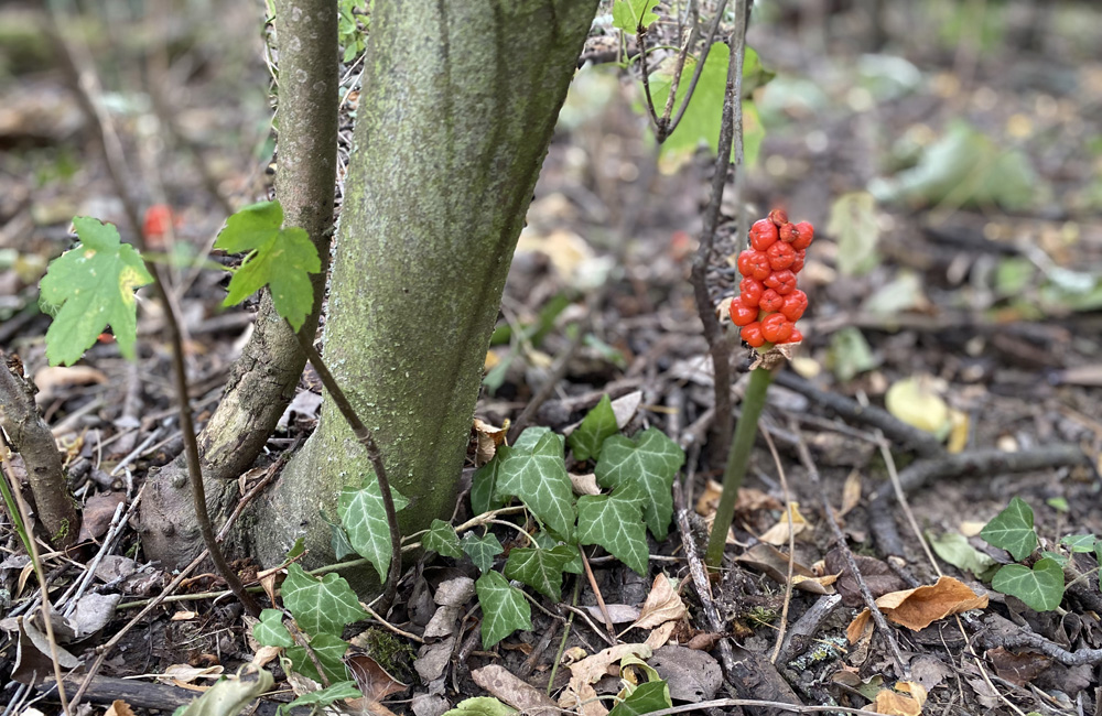 Regeln im Wald